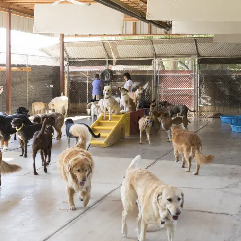 Lots of dogs playing in the dog daycare yard.